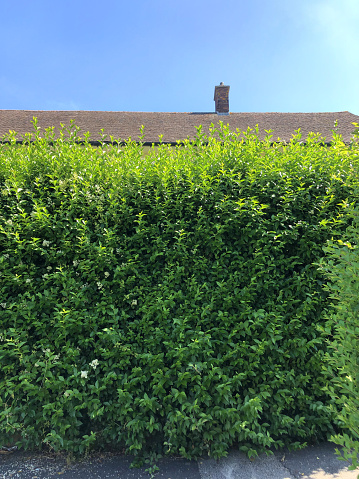 Stock Photo of overgrown tall evergreen common privet hedge shrubs on English council house estate needing to be pruned / pruning privet hedging plants photo in front garden on sunny summer day, latin name ligustrum ovalifolium, gardening fast growing shrub