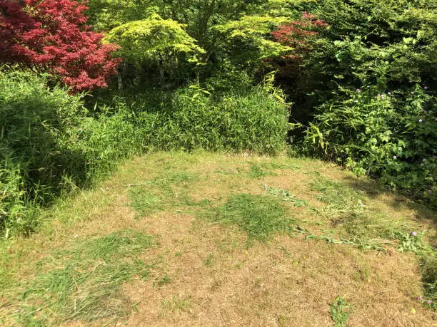 Photo of Image of sunny shady landscaped back garden with dried brown lawn grass patches of moss after hot summer drought and mowing with push lawnmower and strimmer, cut mown dying dead patchy grass, overgrown lawn care needing watering, weed and feed revive