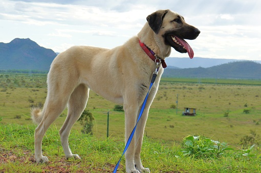Anatolian Shepherd Dogs at various ages, in the Karabas colour form.