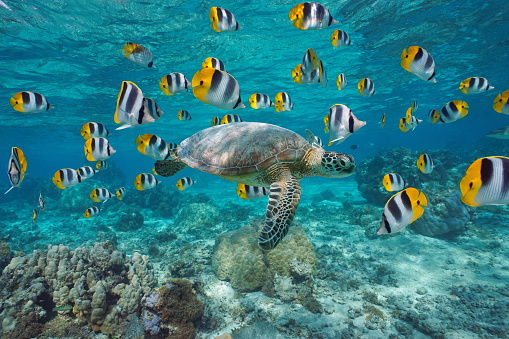A green sea turtle with a school of tropical fish underwater (butterflyfish), lagoon of Bora Bora, Pacific ocean, French Polynesia