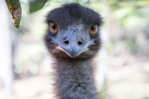 Close Up of an Australian Emu staring intensely