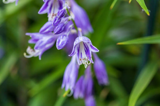 a close up of a lavender Hosta plant that is blooming