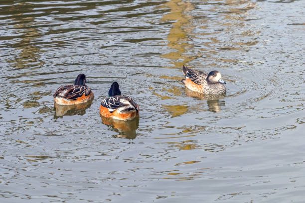 istock Chiloe wigeon pair, southern wigeon (Mareca sibilatrix) 1161948186