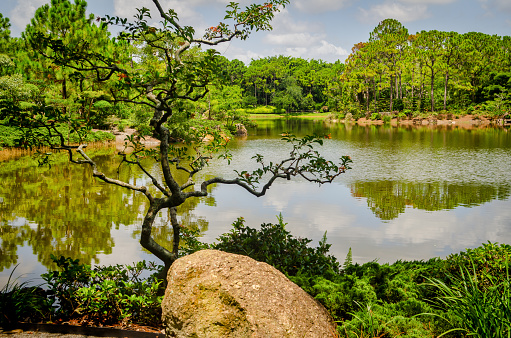 A view of the lake in Morikami Japanese Gardens