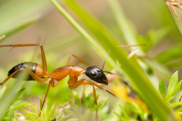 ant caught a grasshopper