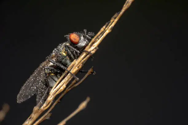 Early morning shot of a housefly sitting on a dry plant with water dew on it