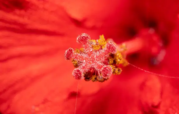 Top part/Anther of the hibiscus flower with red background of its petals far away shot