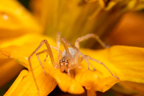 istock Lynx spider sitting on an orange flower camouflaged 1161949237