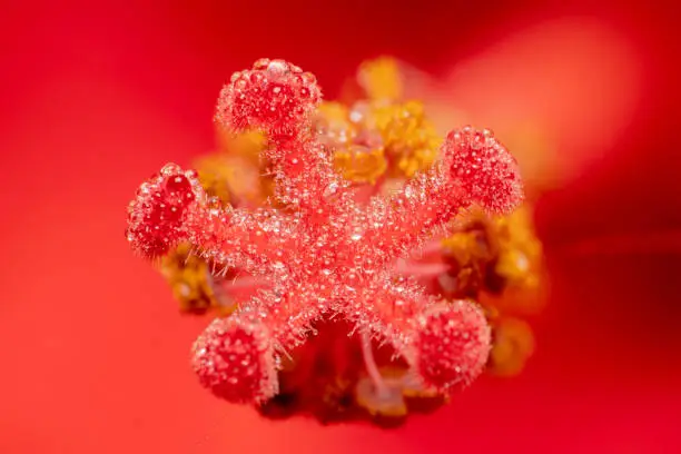 Top part/Anther of the hibiscus flower with red background of its petals