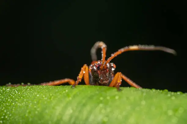 Orange and Black coloured wasp sitting on a green leaf with its antennas up and peaking/posing for the camera