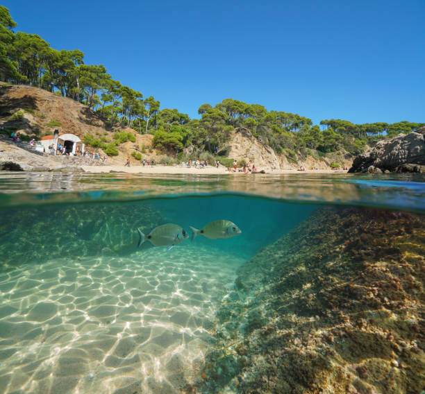 istock Spain Costa Brava beach and fish underwater 1161949304
