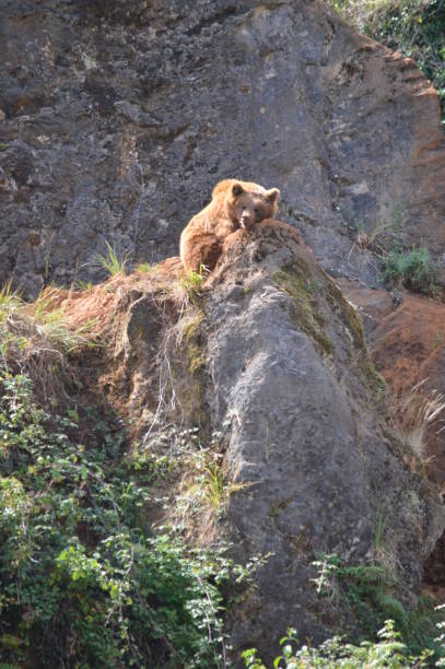портрет медведя, сидящего на скале природный парк cabarceno старый рудник для добычи железа. - bear animal kissing forest стоковые фото и изображения