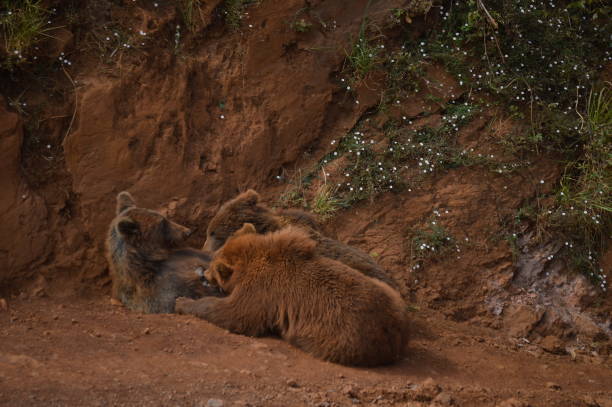 portrait of a couple of baby bear sucking the cabarceno natural park old iron extraction mine. - bear animal kissing forest imagens e fotografias de stock