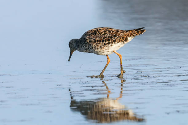 istock Ruff water bird (Philomachus pugnax) Ruff in water 1161950525