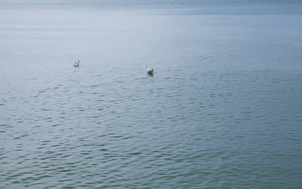 istock Sea water with seagulls for background, travel image. Selective focus. 1161950555