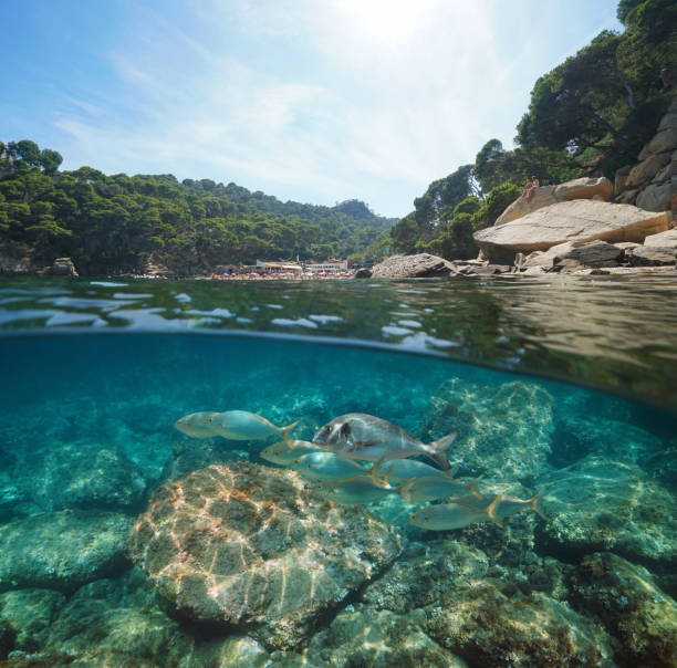 istock Spain Costa Brava Aiguablava bay fish underwater 1161950719