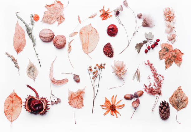 istock Creative background from yellow dry leaves, acorn, walnut, chestnut, flower 1161950977