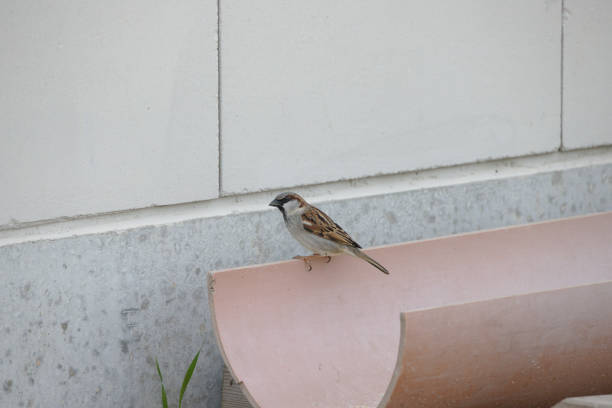 little sparrow sitting on reddish rain drain in front of wall