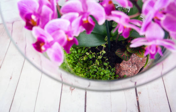 Flor cor-de-rosa da orquídea no terrarium - foto de acervo