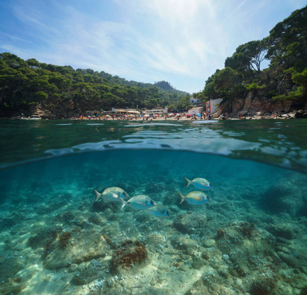 istock Spain Costa Brava beach with fish underwater sea 1161951776