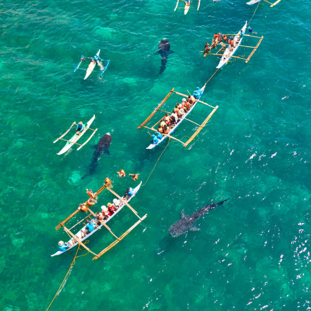 istock Oslob Whale Shark Watching in Philippines, Cebu Island 1161951904