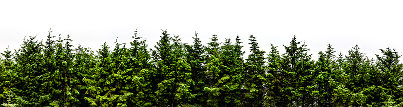 Fir forest panorama isolated on white background banner