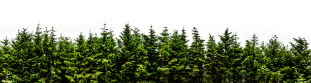 Fir forest panorama isolated on white background stock photo