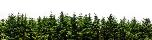 Photo of Fir forest panorama isolated on white background