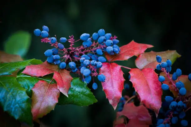 Mahonia aquifolium (Oregon-grape or Oregon grape), blue fruits and green and red leaves in autumn.