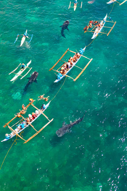 Oslob Whale Shark Watching in Philippines, Cebu Island Tourists are watching whale sharks in the town of Oslob, Philippines, aerial view. Summer and travel vacation concept. fish swimming from above stock pictures, royalty-free photos & images