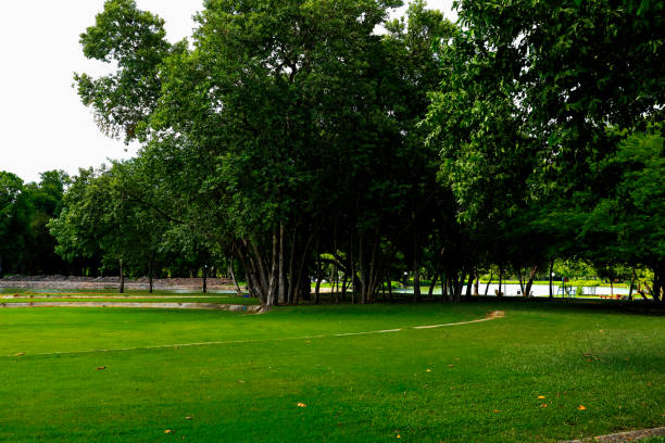 istock Big green tree in the park. 1161953099