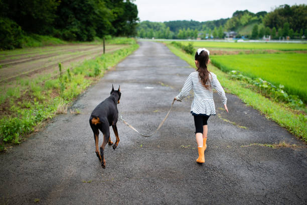 chica dando un paseo con un perro - doberman fotografías e imágenes de stock