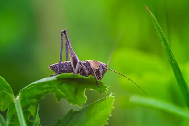 Brown grasshopper sitting on a green leaf
