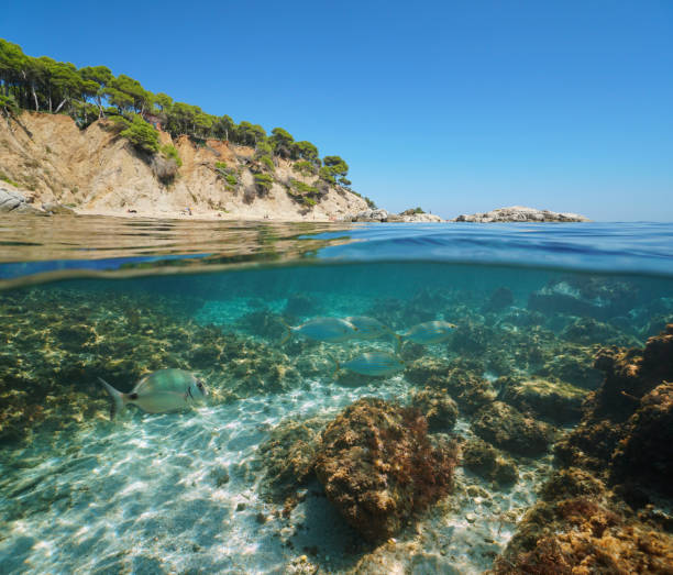 istock Spain Costa Brava coastline fish underwater sea 1161953481