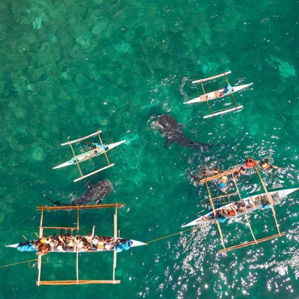 istock Oslob Whale Shark Watching in Philippines, Cebu Island 1161953554