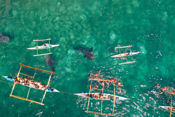 istock Oslob Whale Shark Watching in Philippines, Cebu Island 1161954430