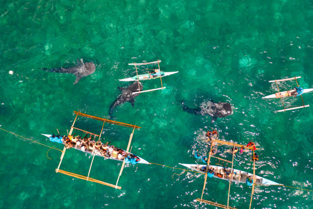 istock Oslob Whale Shark Watching in Philippines, Cebu Island 1161954571