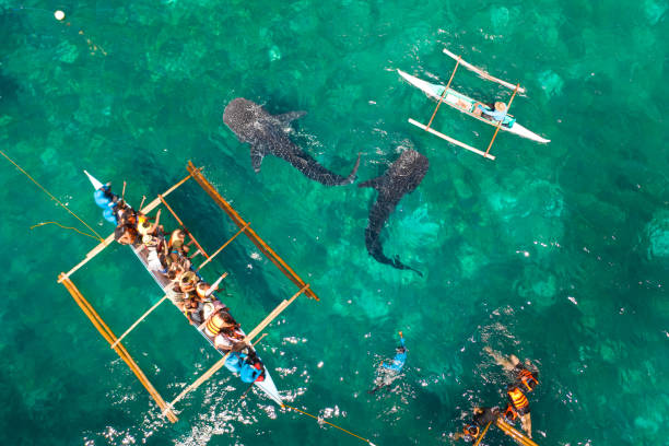 Oslob Whale Shark Watching in Philippines, Cebu Island. Tourists are watching whale sharks Place for diving and snorkeling and watching the whale shark, top view, Oslob, Philippines. Tourists are watching whale sharks. fish swimming from above stock pictures, royalty-free photos & images