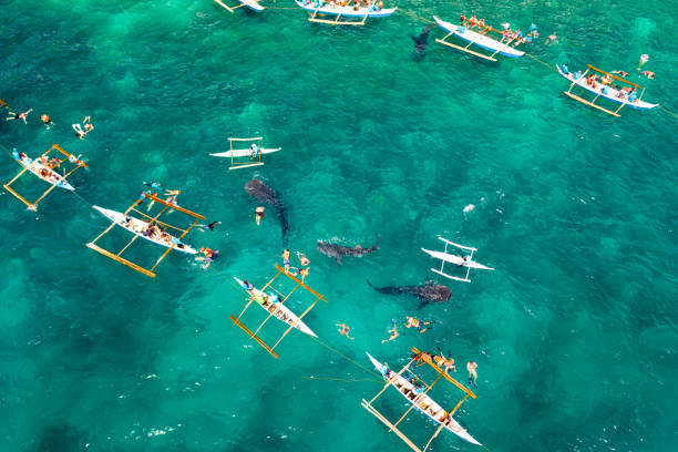 istock Oslob Whale Shark Watching in Philippines, Cebu Island 1161954741
