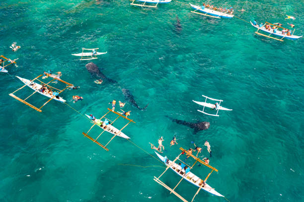 istock Oslob Whale Shark Watching in Philippines, Cebu Island 1161954861