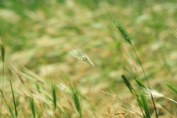 istock Wild grass with spikelets smoothly swinging in wind,wall barley plants. Green grass with golden and fluffy ears, nature. 1161955035