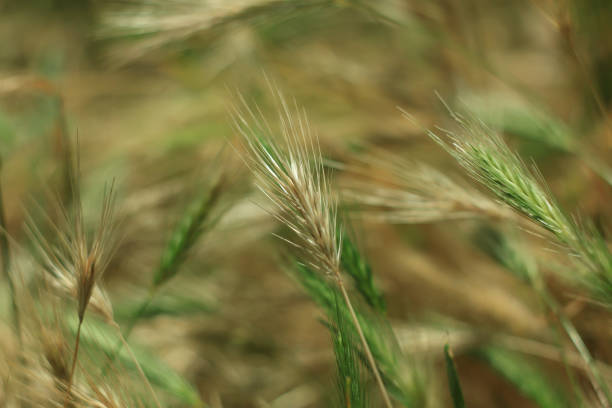 Wild grass with spikelets smoothly swinging in wind,wall barley plants. Green grass with golden and fluffy ears, nature.