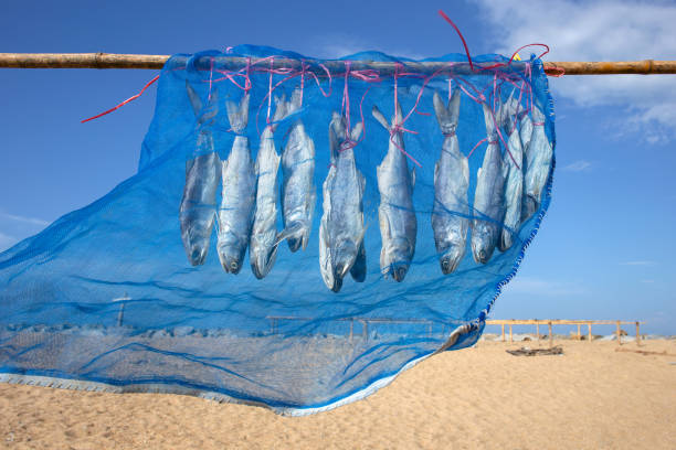Fourfinger threadfin dried fish, Thailand