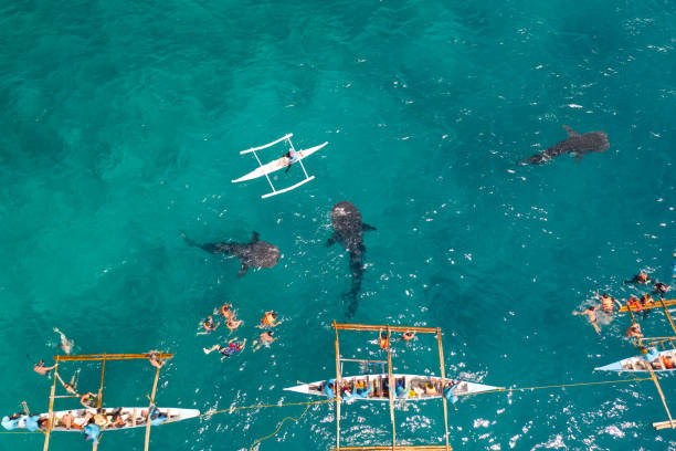 istock Oslob Whale Shark Watching in Philippines, Cebu Island 1161955046