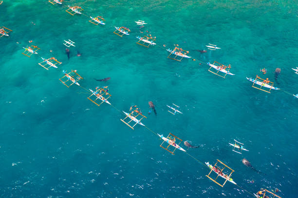 istock Oslob Whale Shark Watching in Philippines, Cebu Island 1161955322