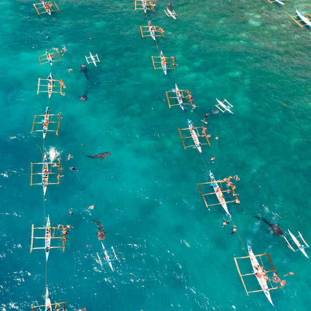istock Oslob Whale Shark Watching in Philippines, Cebu Island 1161955404