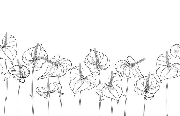 vektor horizontale nahtlose muster mit umriss tropischen pflanze anthurium oder anturium blume in schwarz auf dem weißen hintergrund. - flamingoblume stock-grafiken, -clipart, -cartoons und -symbole
