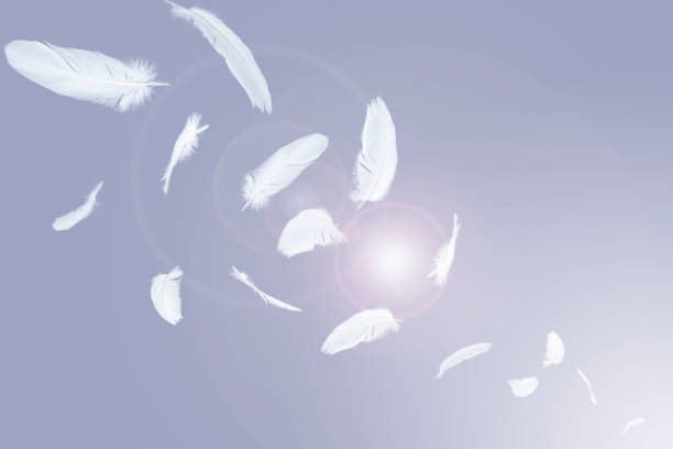 istock white feathers floating in the air. 1161957727