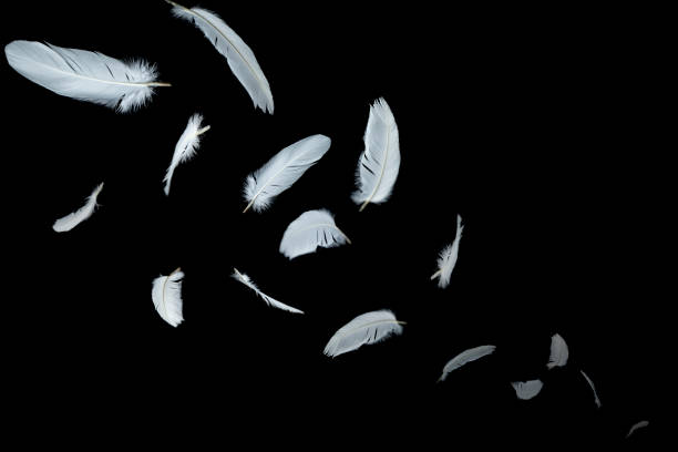 istock white feathers floating in the air. black background 1161957732