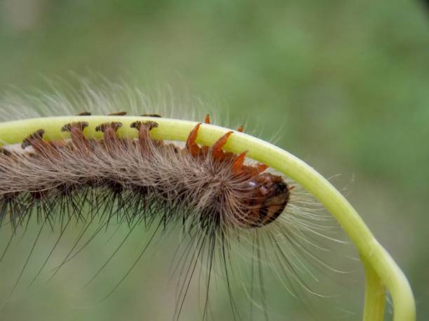 istock small caterpillar on the plant 1161957799